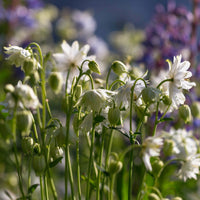 Ancolie des jardins Green Apples - Aquilegia vulgaris stellata Green Apples - Bakker