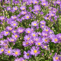 Aster amellus veilchenkönigin - Œil de Christ Violet Queen - Aster Veilchenkönigin - Aster