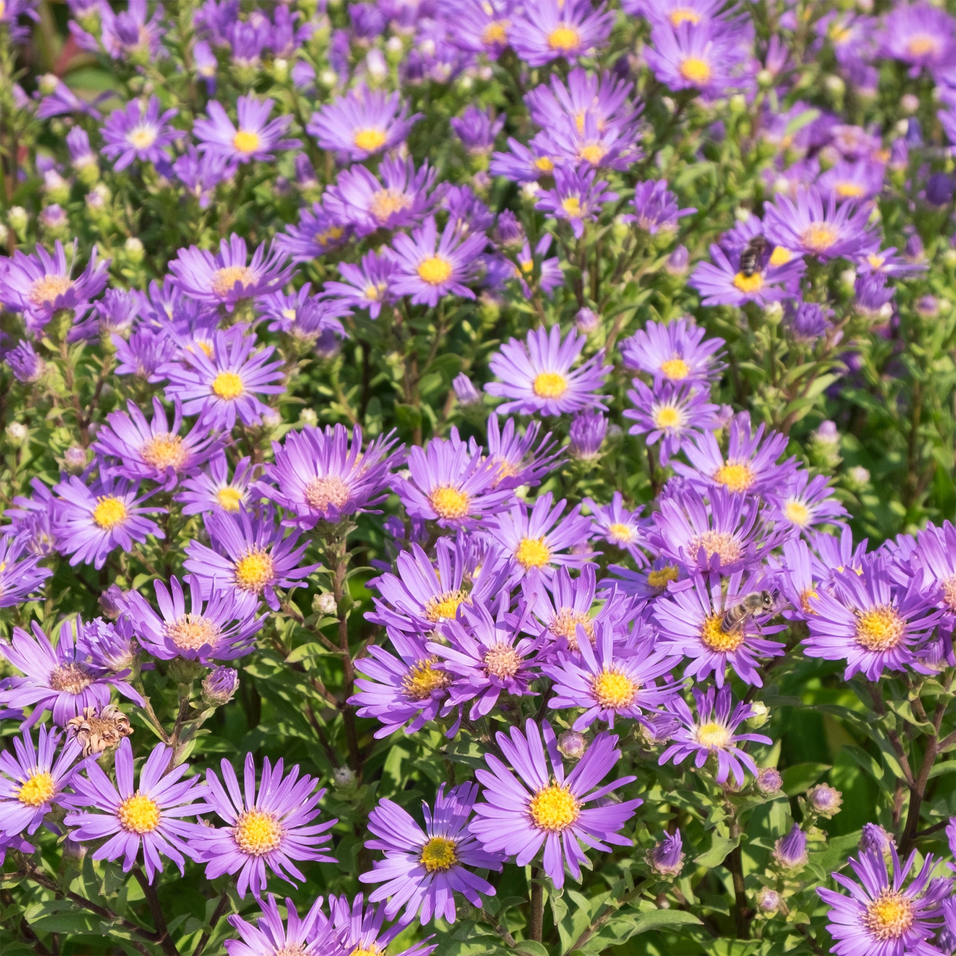Aster amellus veilchenkönigin - Œil de Christ Violet Queen - Aster Veilchenkönigin - Aster