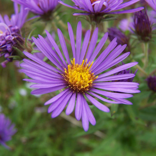Aster nain d'automne Augenweide - Bakker