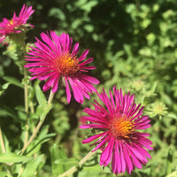 Aster de Nouvelle-Angleterre Septemberrubin - Aster novae-angliae septemberrubin - Bakker