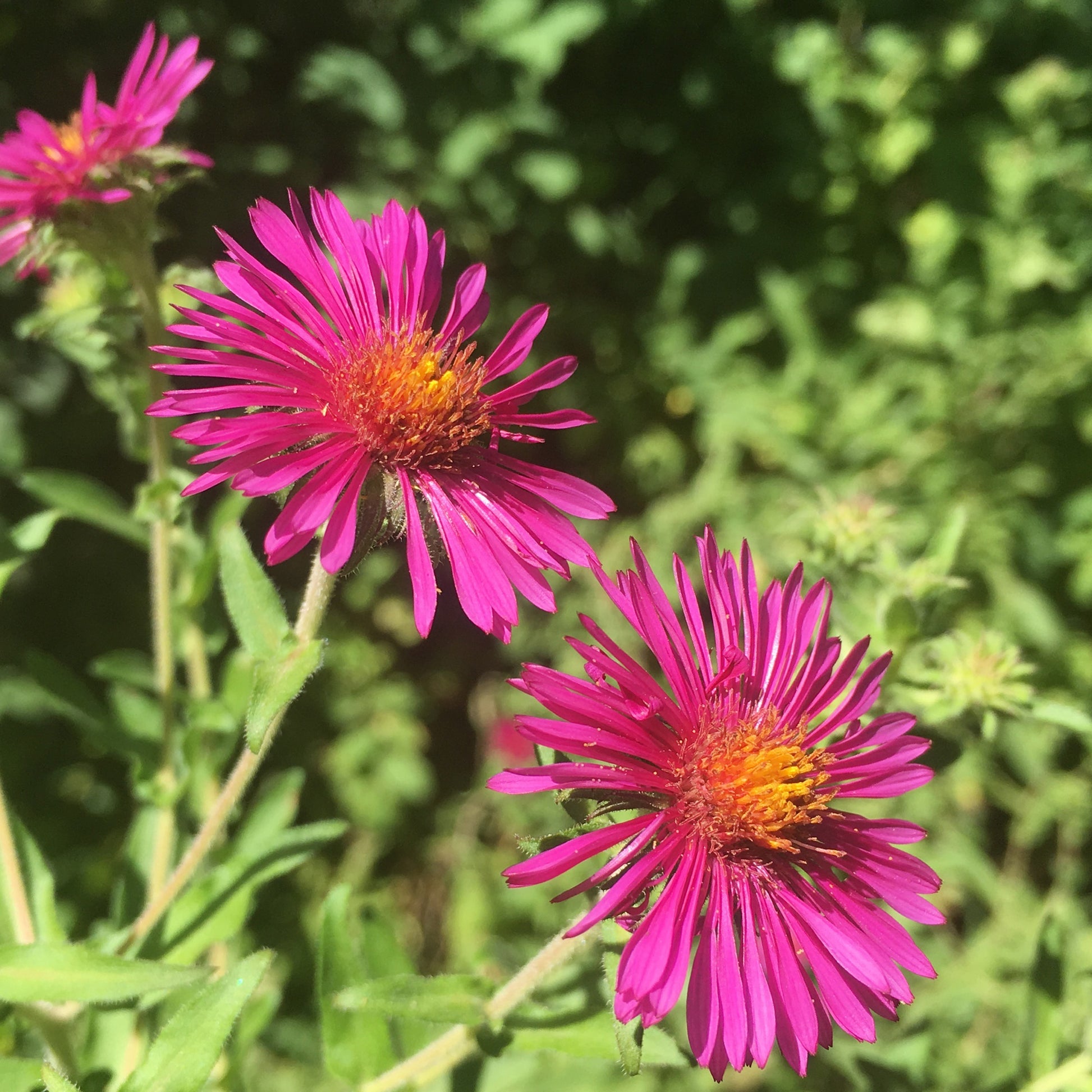 Aster de Nouvelle-Angleterre Septemberrubin - Aster novae-angliae septemberrubin - Bakker