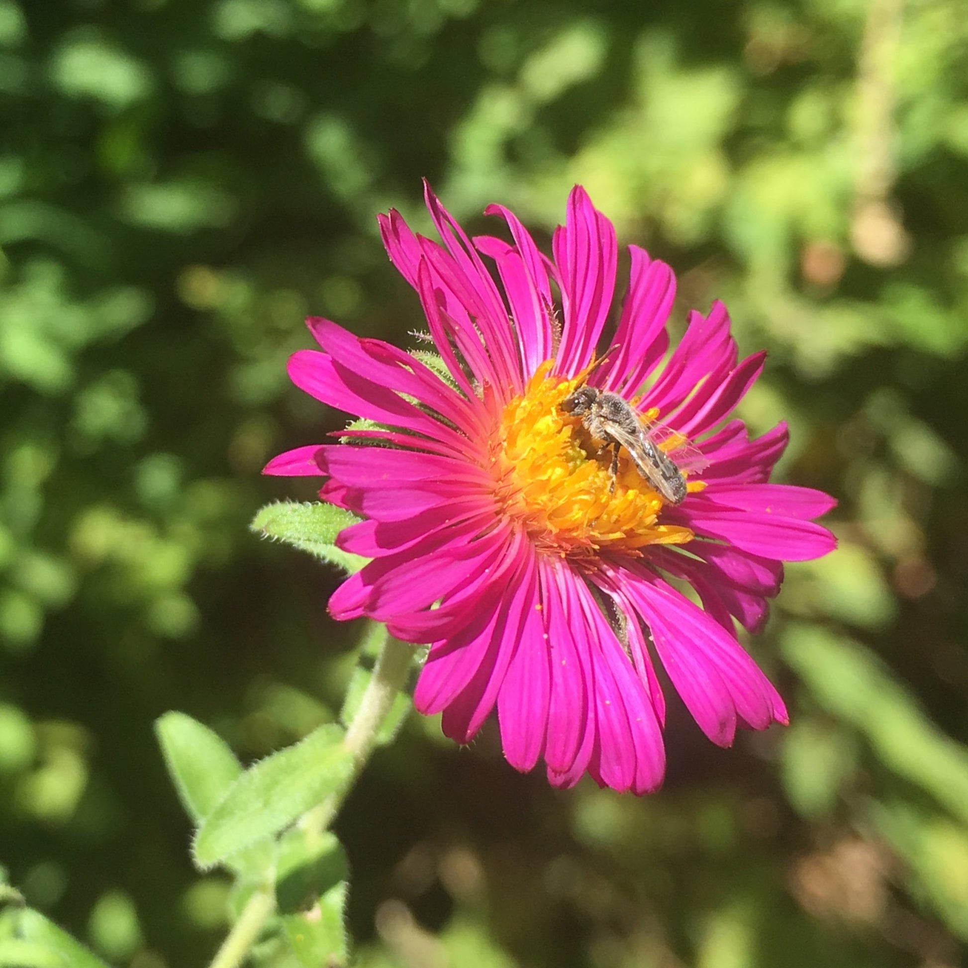 Aster de Nouvelle-Angleterre Septemberrubin - Bakker