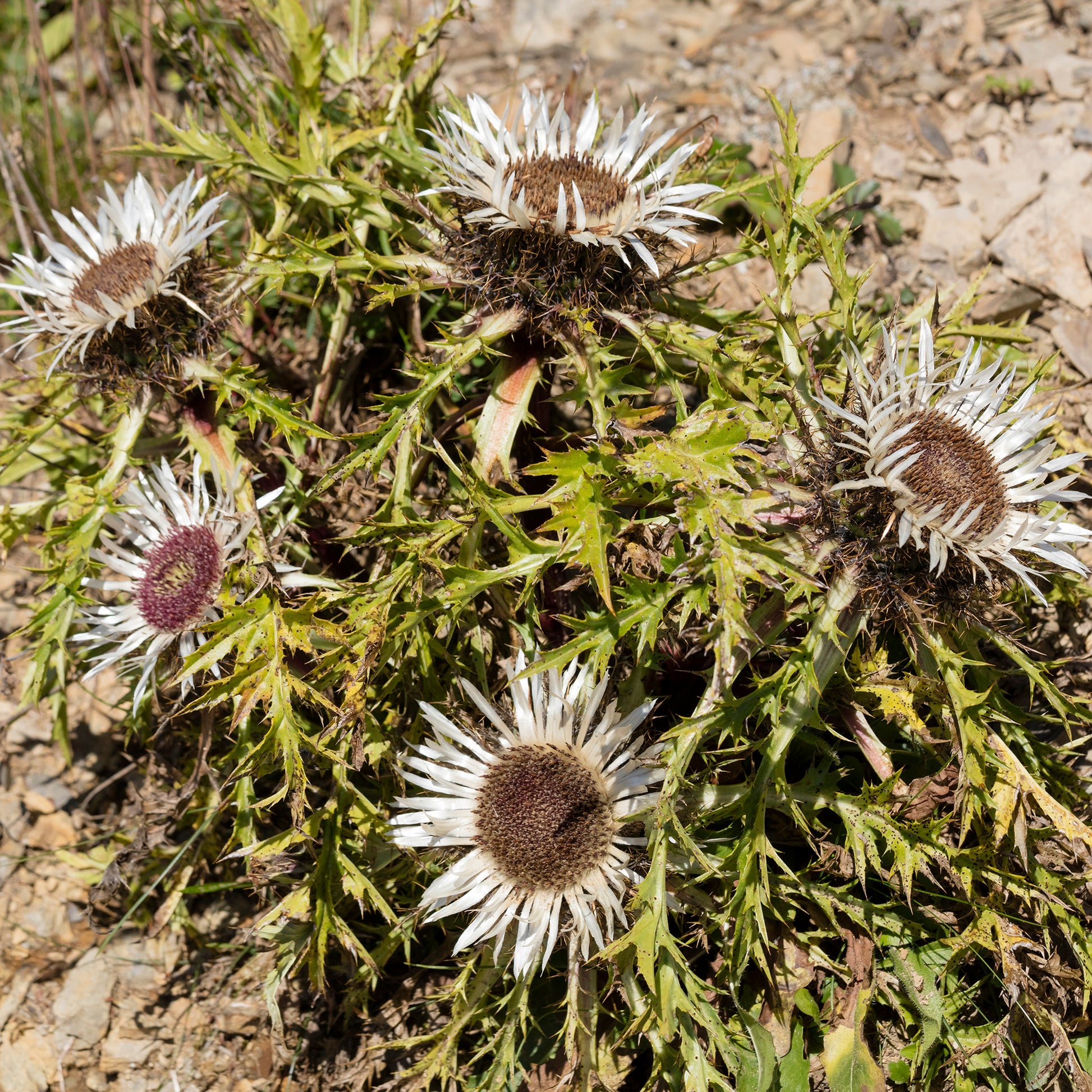 Vente Carline acaule - Carlina acaulis subsp. simplex