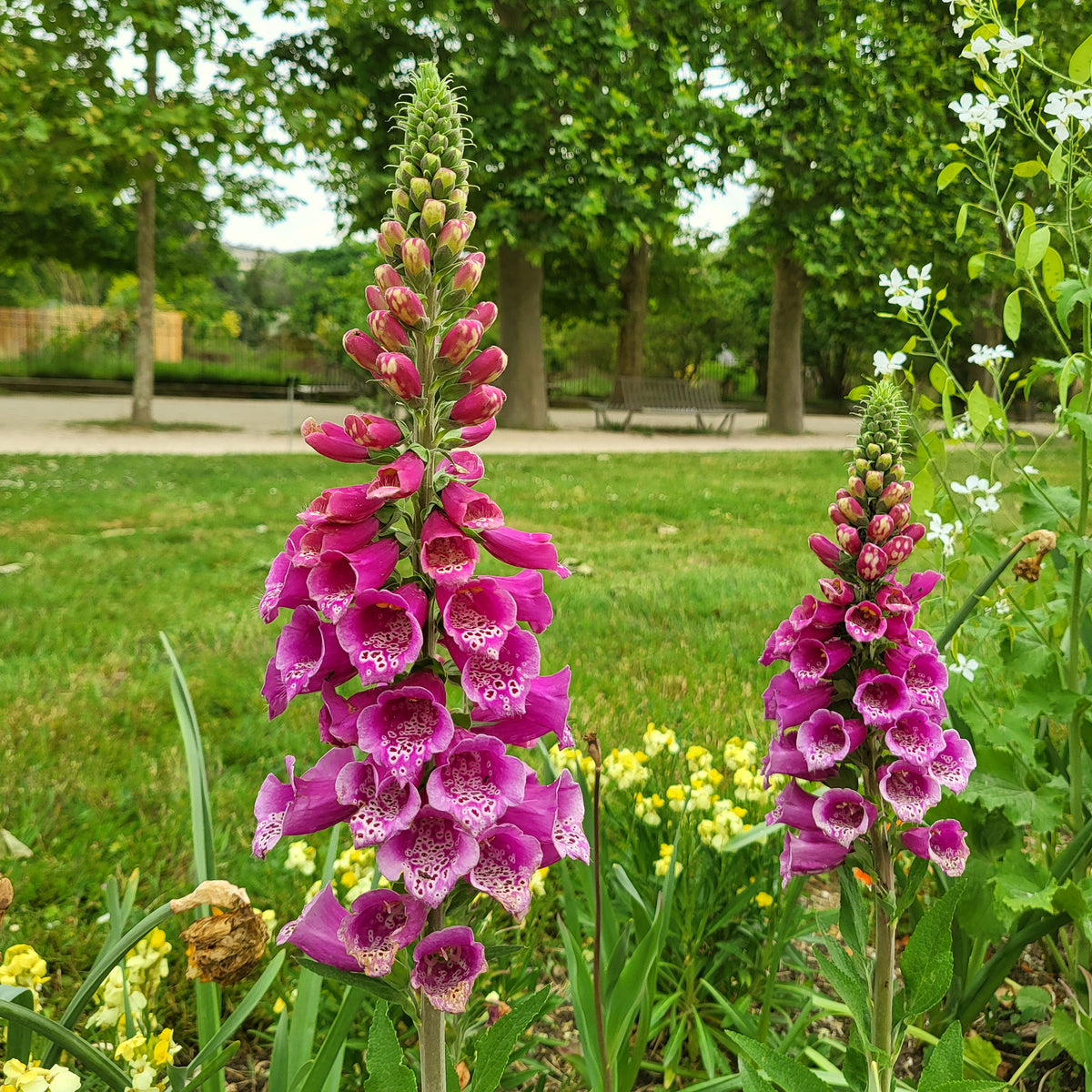 Plantes mellifère - Digitale pourpre - Digitalis purpurea