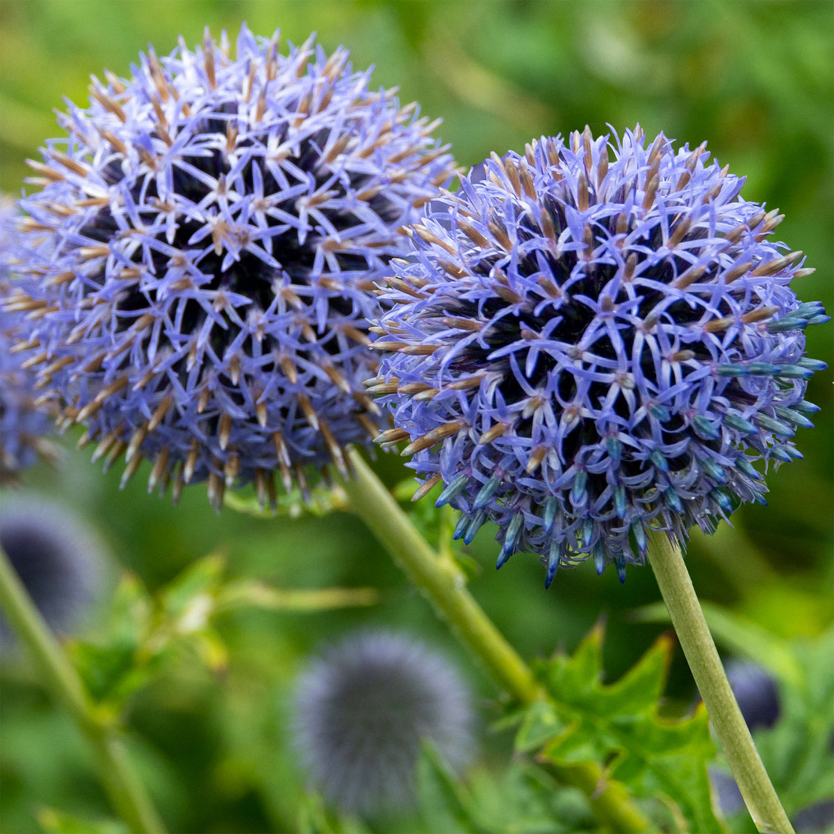 Echinops bannaticus blue globe - Boule azurée Blue Globe - Plantes vivaces