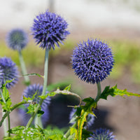 Boule azurée Blue Globe - Bakker