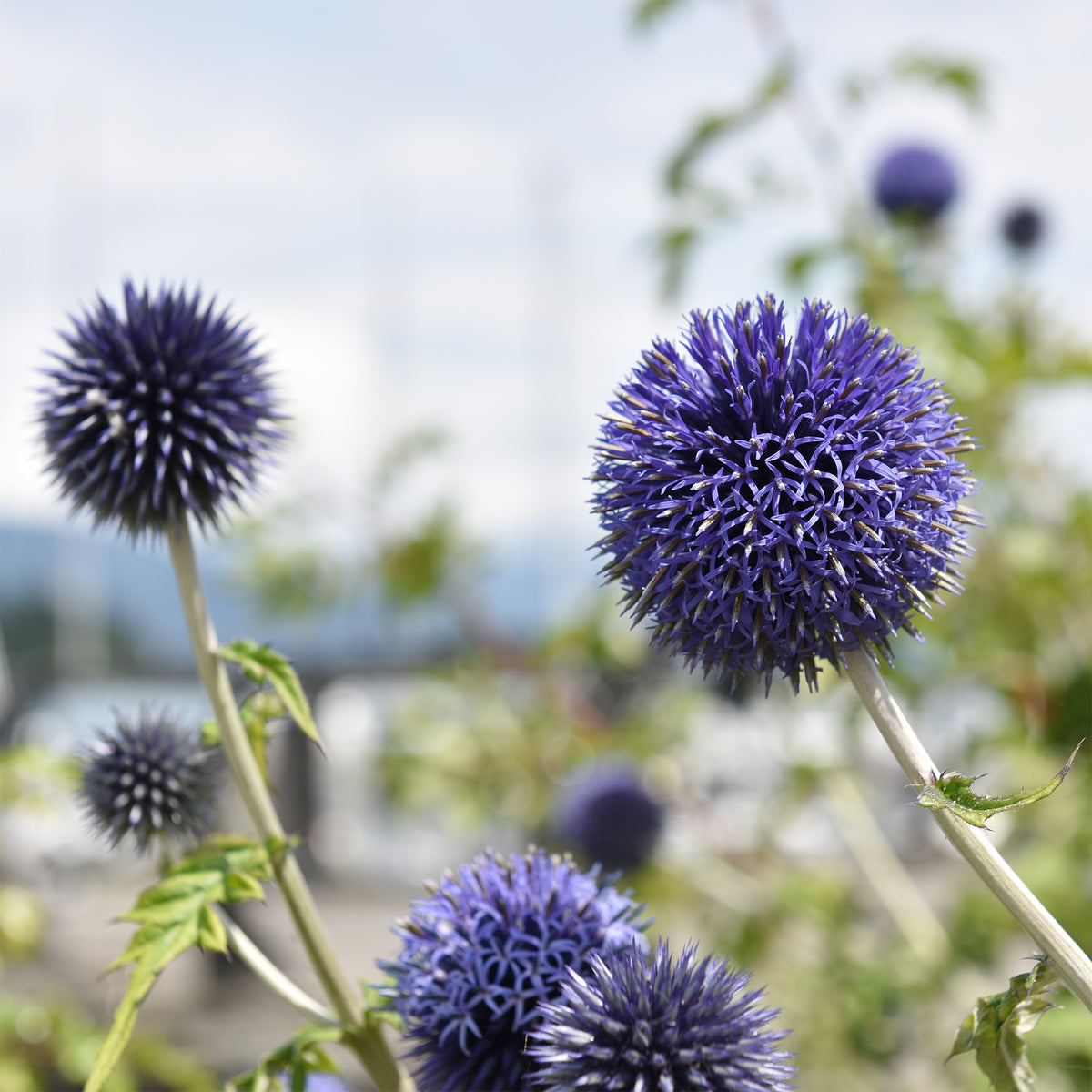 Plantes vivaces - Boule azurée Blue Globe - Echinops bannaticus blue globe