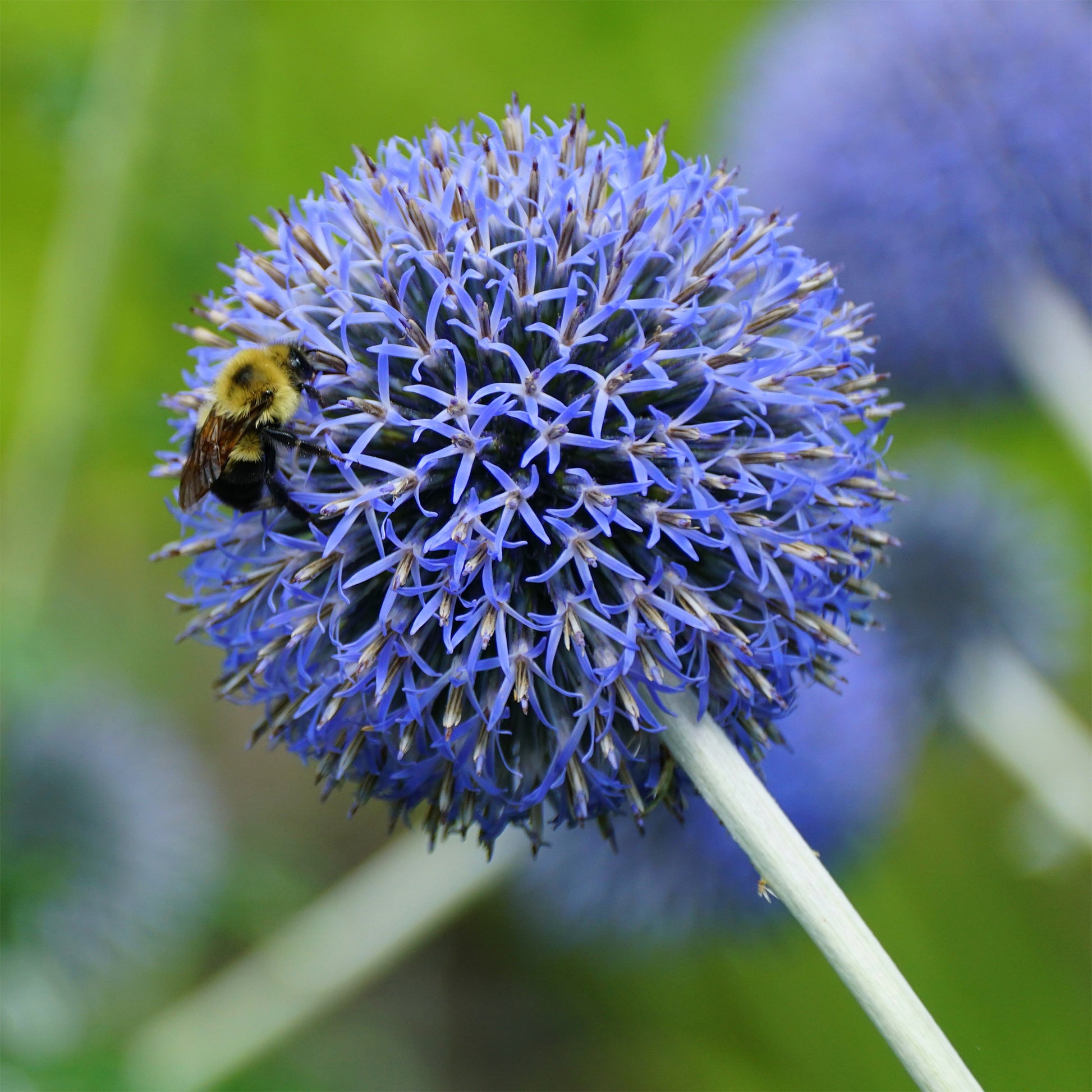 Boule azurée Blue Globe - Echinops bannaticus blue globe - Bakker