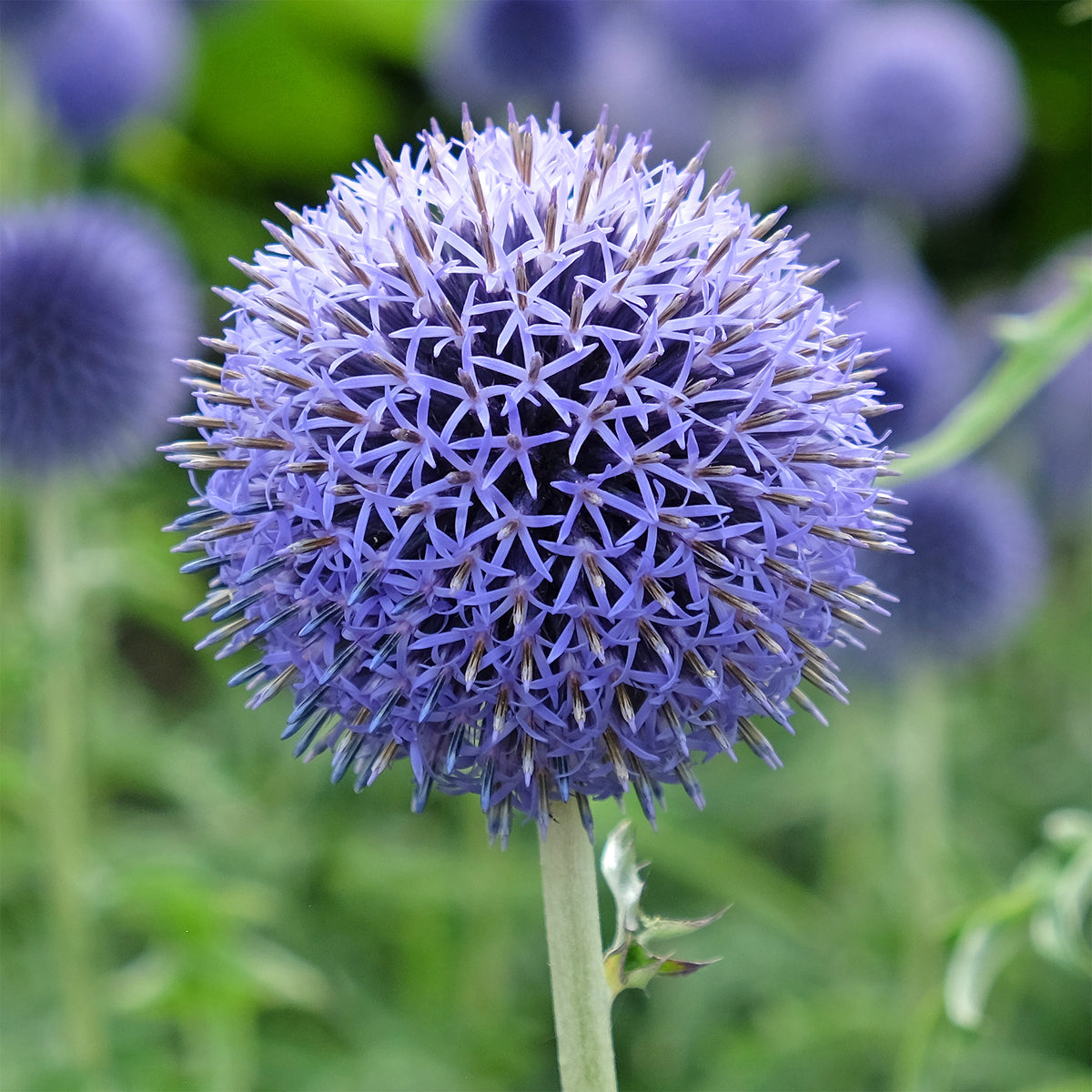 Vente Boule azurée Blue Globe - Echinops bannaticus blue globe