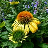 Échinacée pourpre Harvest Moon - Echinacea purpurea ruby giant - Bakker