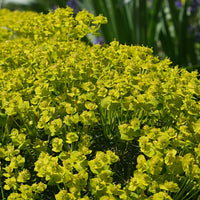 Euphorbe petit-cyprès - Euphorbia cyparissias - Bakker
