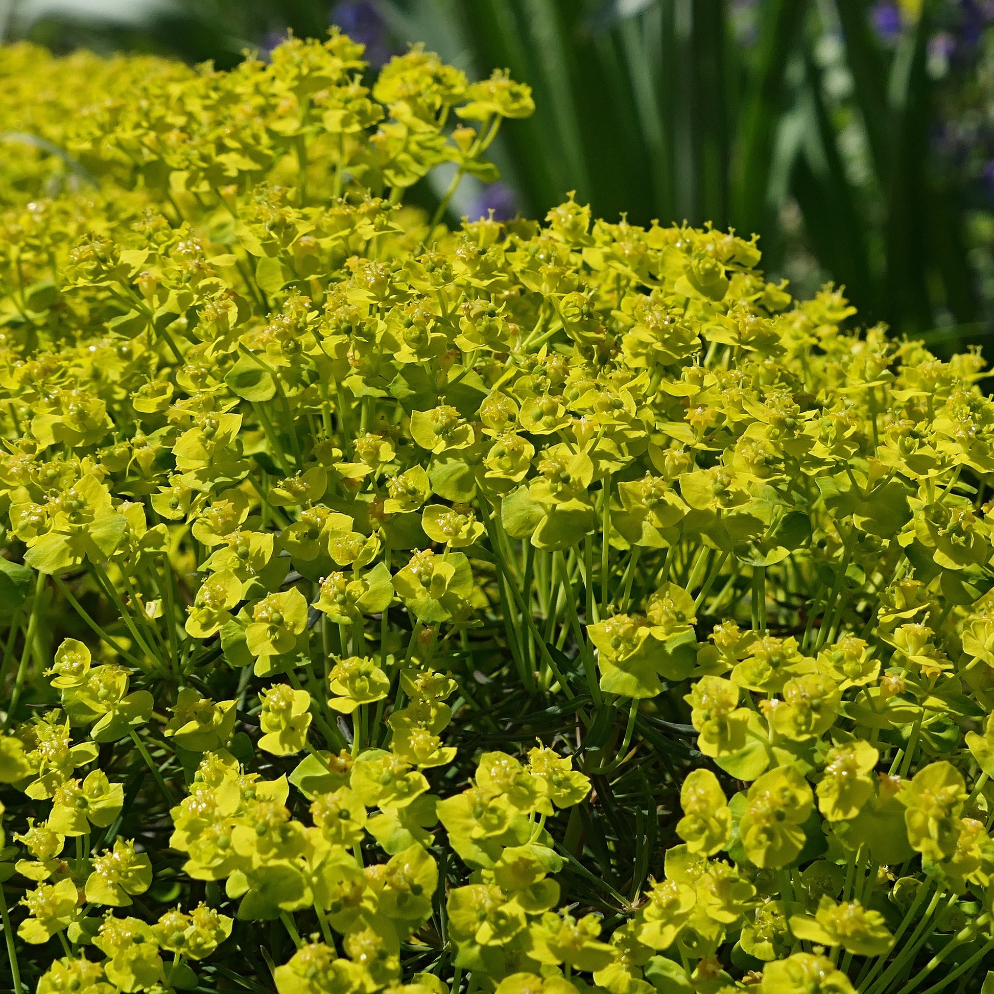 Euphorbe petit-cyprès - Euphorbia cyparissias - Bakker