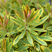 Euphorbe de Martin Ascot Rainbow - Bakker