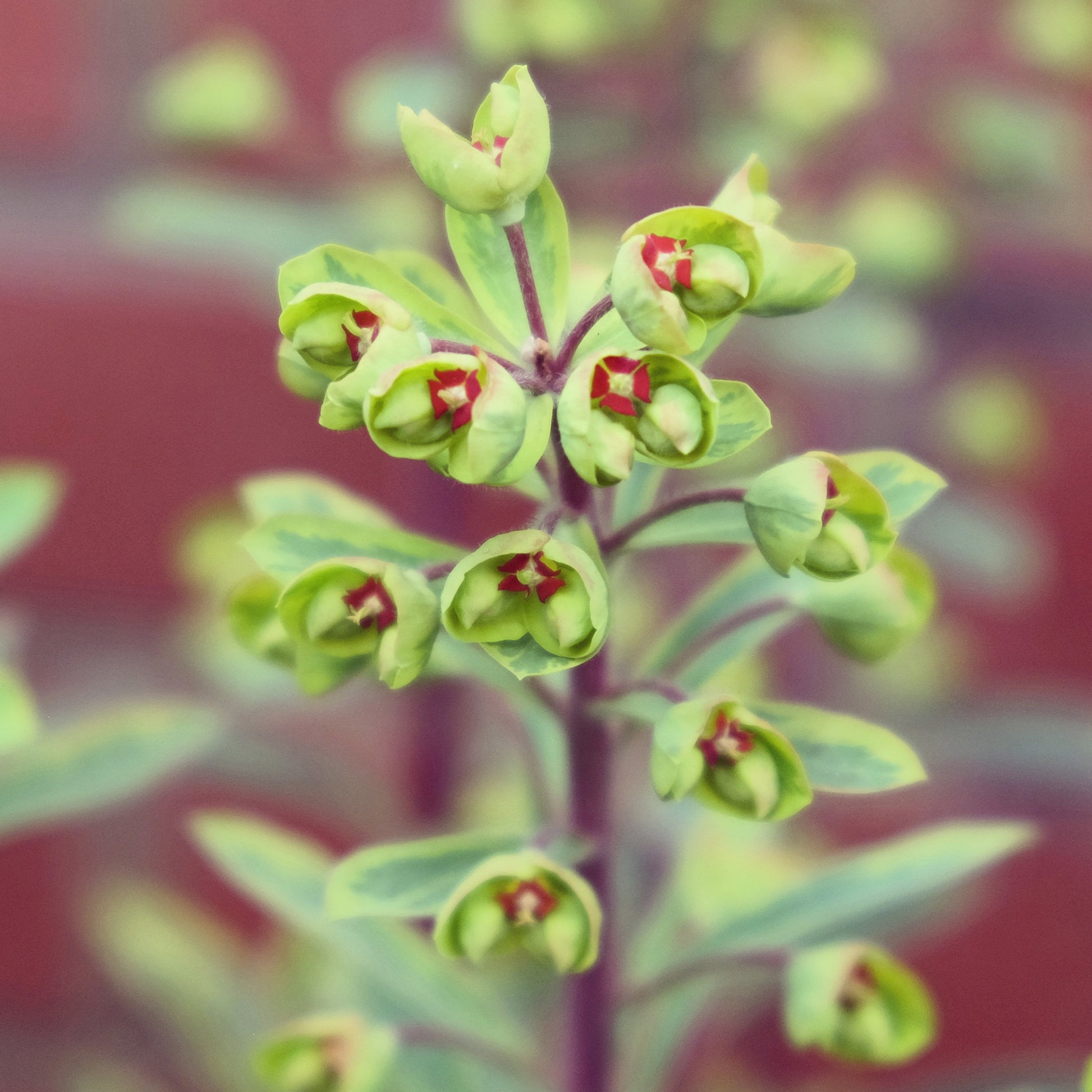 Euphorbia ascot rainbow - Euphorbe de Martin Ascot Rainbow - Euphorbe