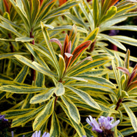 Euphorbe de Martin Ascot Rainbow - Euphorbia ascot rainbow - Bakker