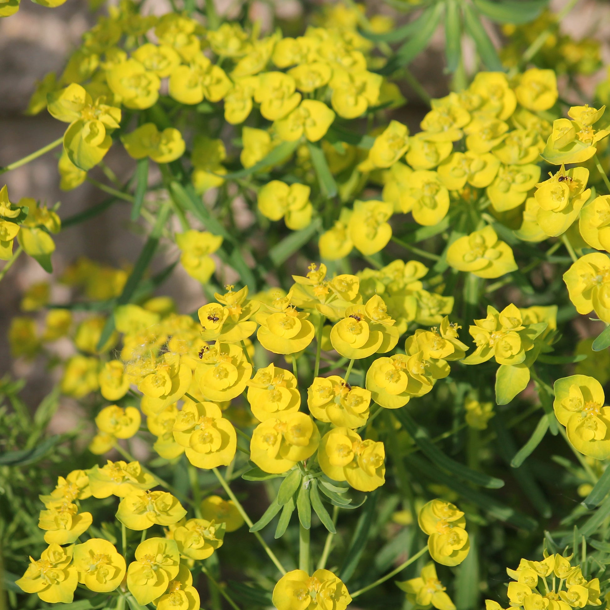 Euphorbe de Waldstein Betten - Euphorbia waldsteinii betten - Bakker
