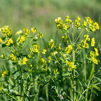 Euphorbia waldsteinii betten - Euphorbe de Waldstein Betten - Euphorbe