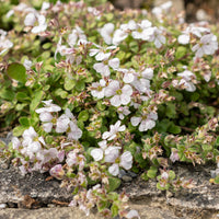 Gypsophile en coussin - Gypsophile - Bakker
