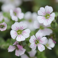 Gypsophile - Gypsophile en coussin - Gypsophila cerastioides