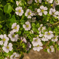 Gypsophila cerastioides - Gypsophile en coussin - Gypsophile