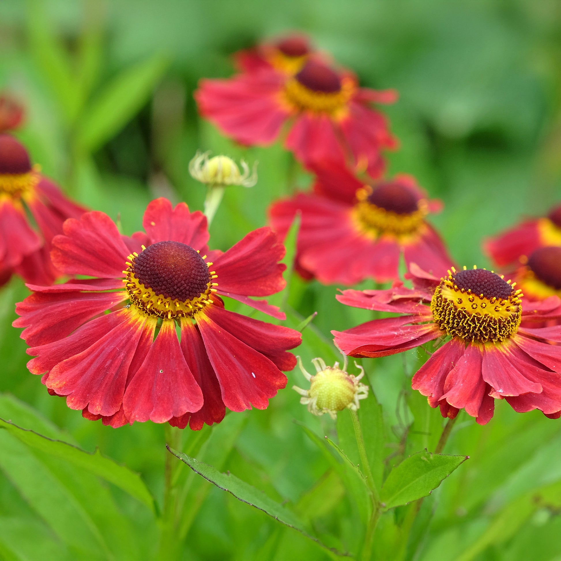 Hélénie Red Jewel - Helenium red jewel - Bakker