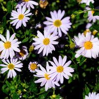 Kaliméris - Kalimeris incisa - Bakker