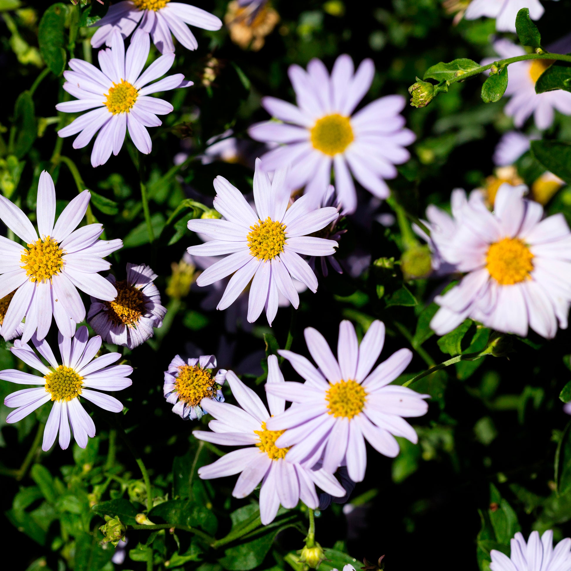 Kaliméris - Kalimeris incisa - Bakker