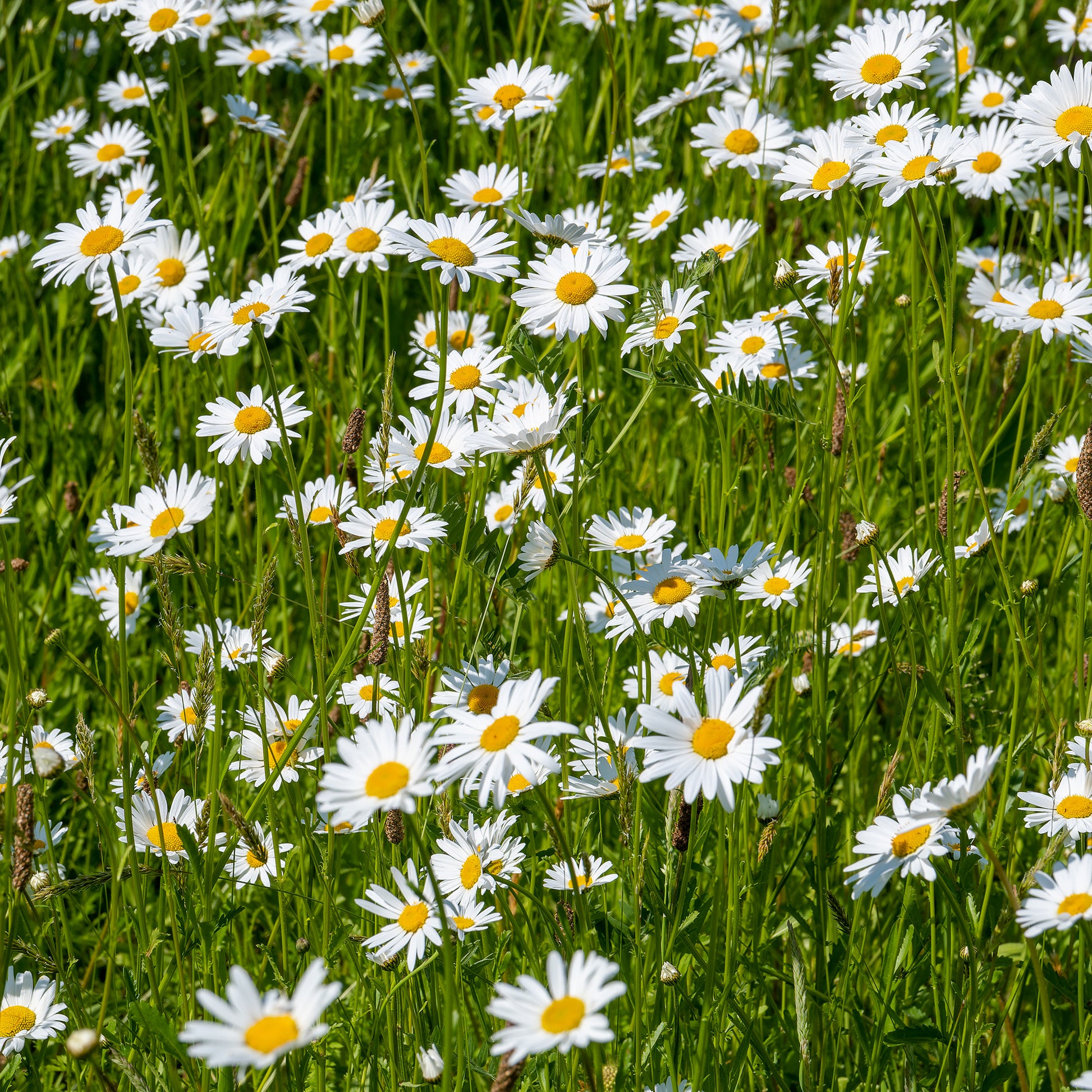 Leucanthemum vulgare - Marguerite commune - Leucanthemum - Marguerite