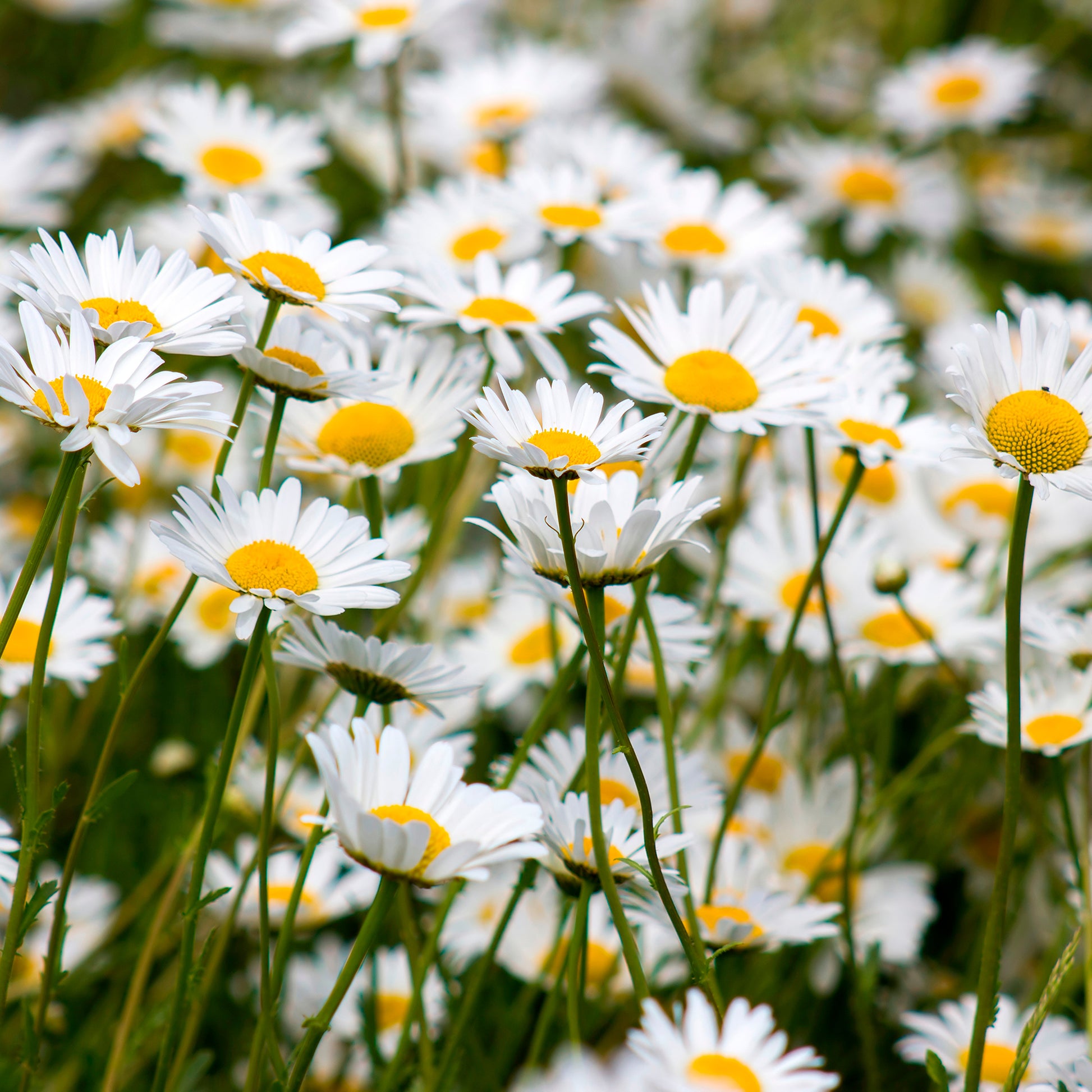 Vente Marguerite commune - Leucanthemum vulgare