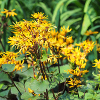 Ligulaire dentée - Ligularia dentata - Bakker