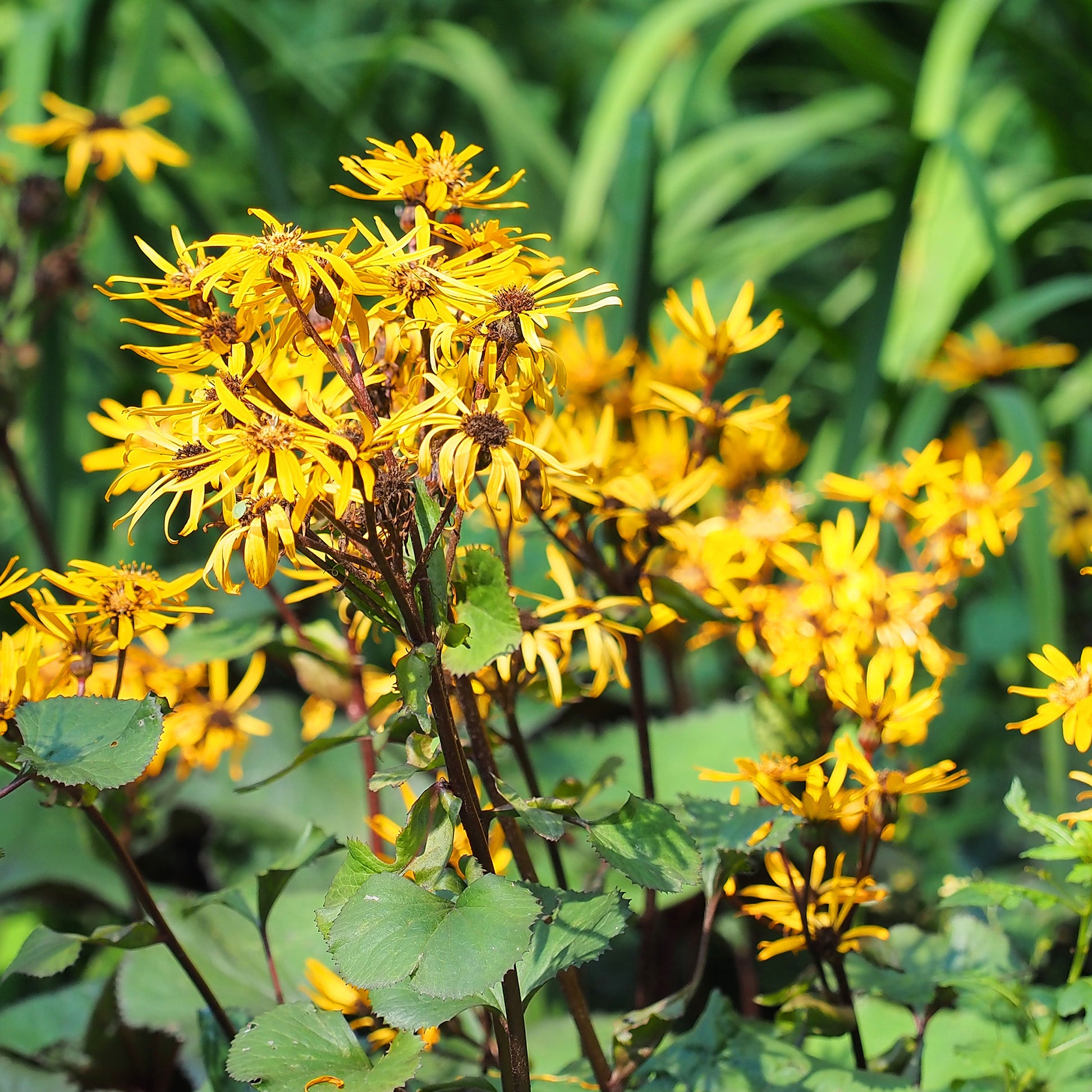 Ligulaire dentée - Ligularia dentata - Bakker