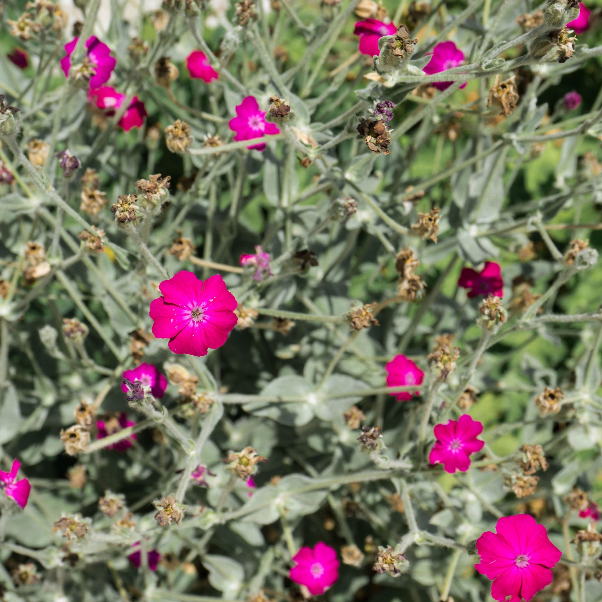 Coquelourde des jardins Atrosanguinea - Lychnis coronaria atrosanguinea - Bakker