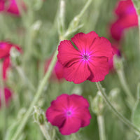 Lychnis coronaria atrosanguinea - Coquelourde des jardins Atrosanguinea - Plantes vivaces