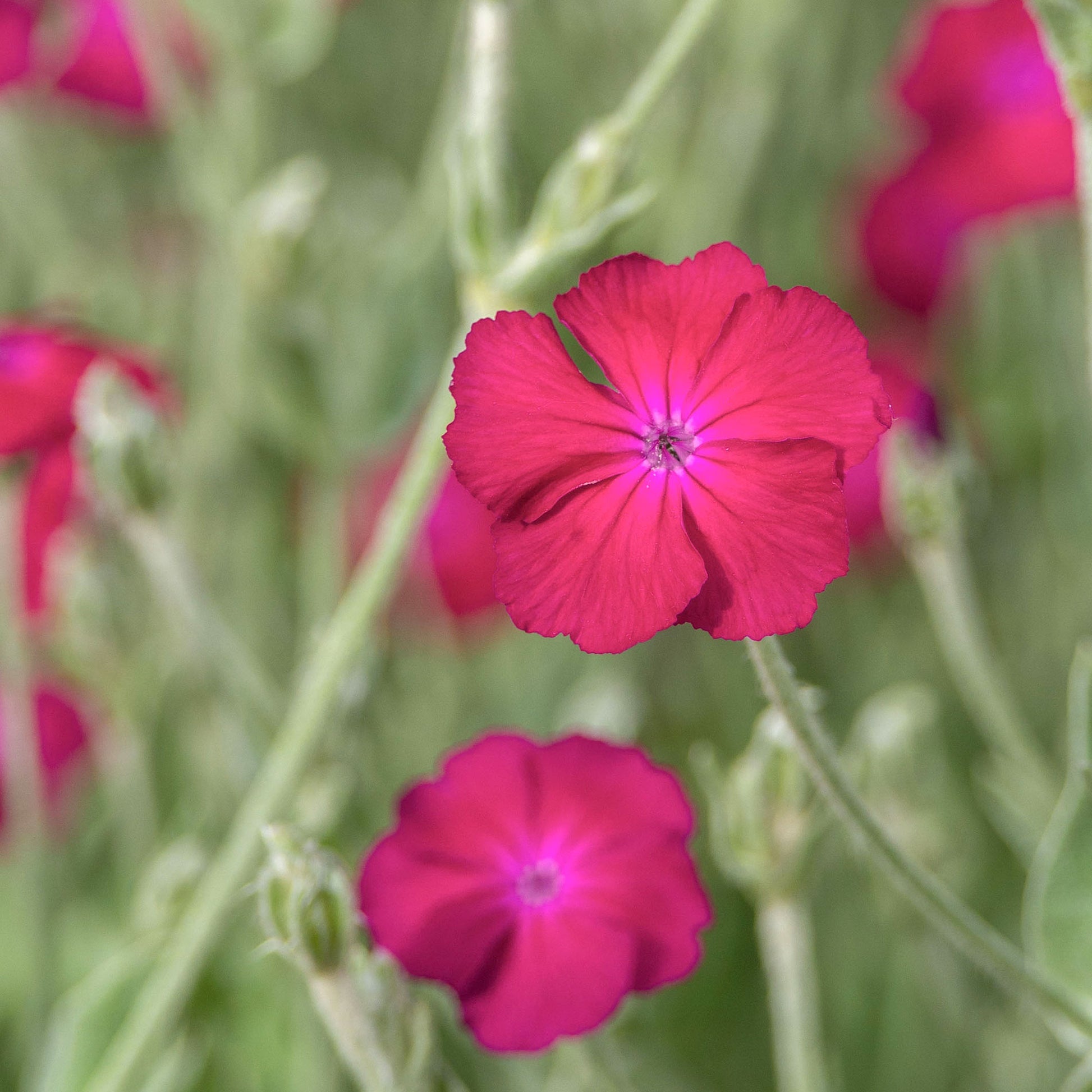 Lychnis coronaria atrosanguinea - Coquelourde des jardins Atrosanguinea - Plantes vivaces
