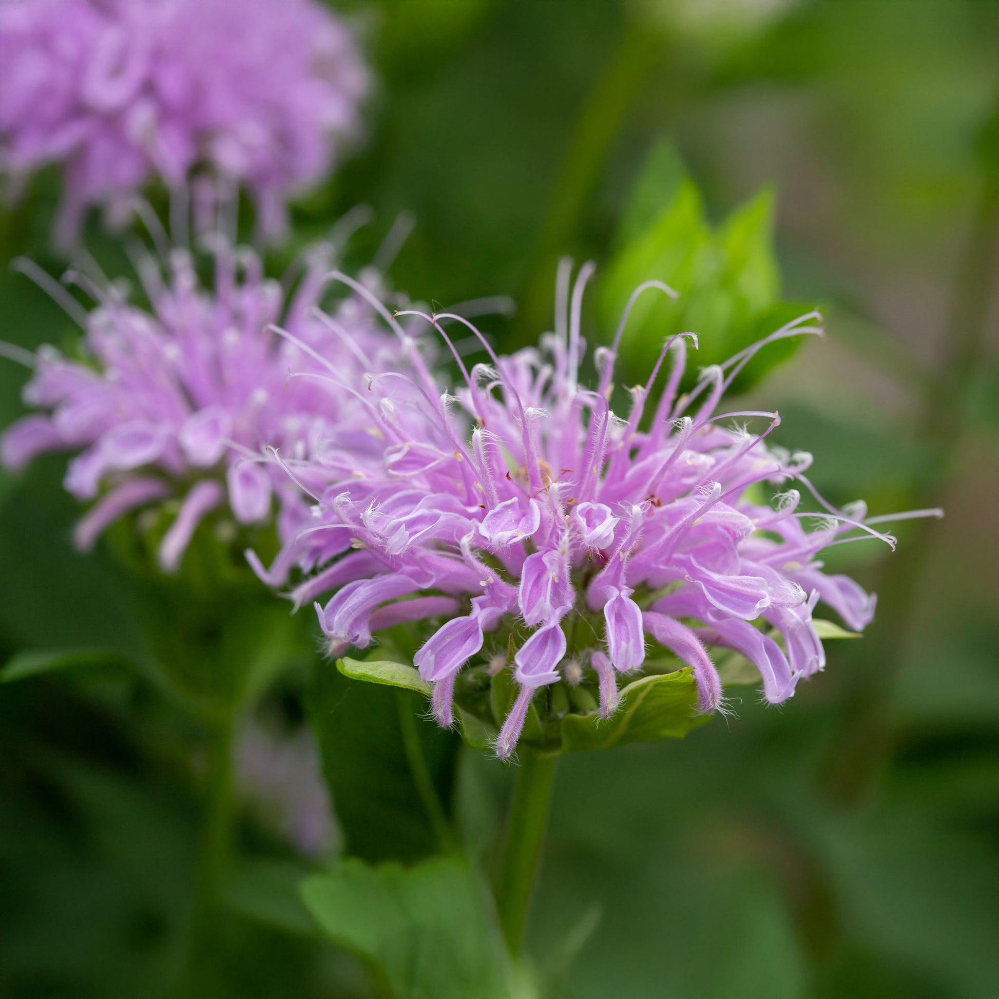 Monarde - Monarde à feuille de menthes - Monarda fistulosa ssp menthifolia
