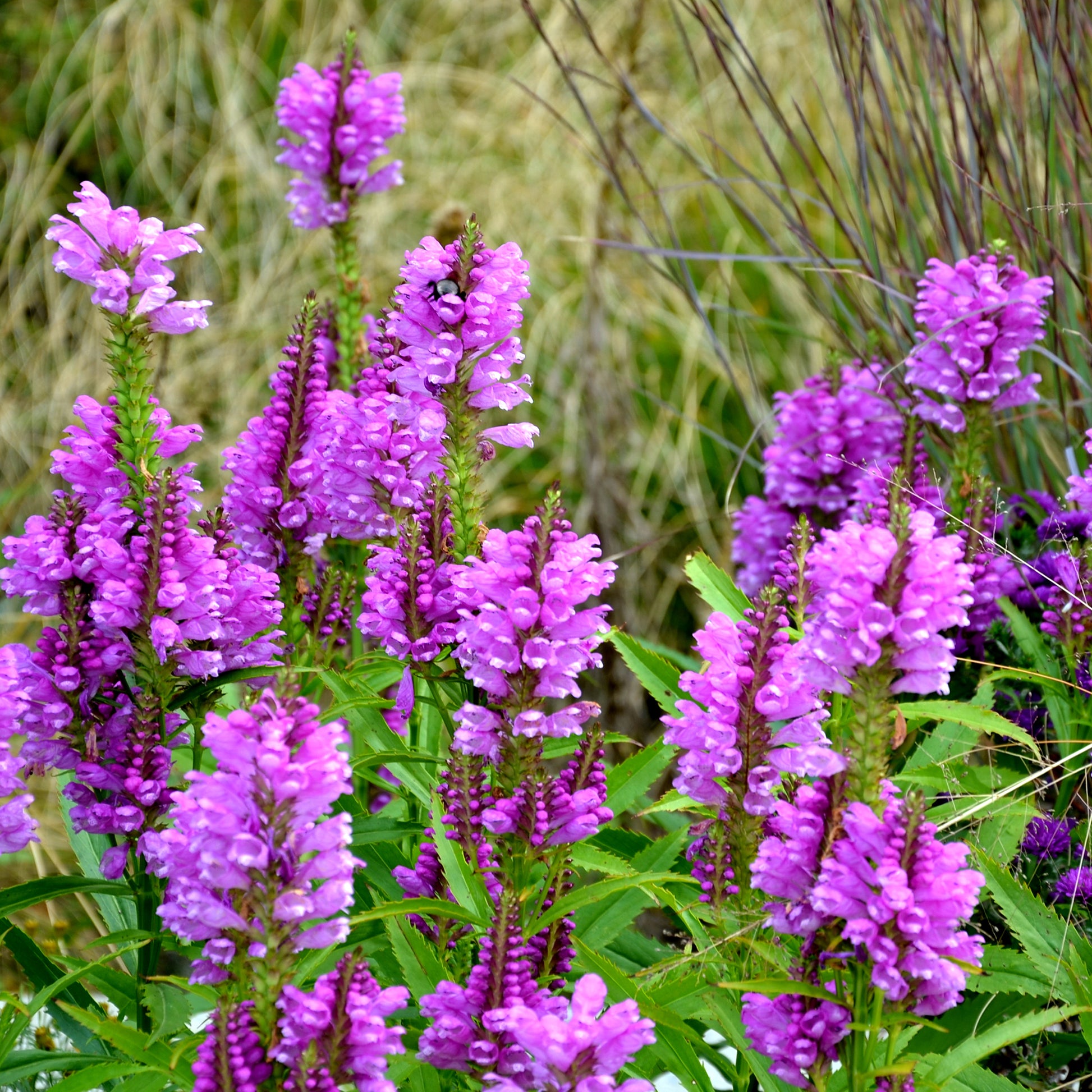 Cataleptique Vivid - Physostegia virginiana Vivid - Bakker