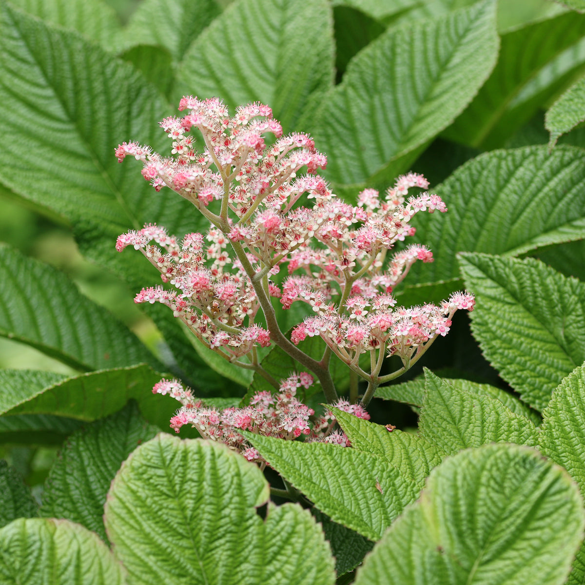 Rodgersia henrici - Rodgersia henrici - Bakker