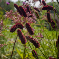 Pimprenelle - Pimprenelle à fines feuilles pourpre - Sanguisorbe - Sanguisorba tenuifolia Purpurea