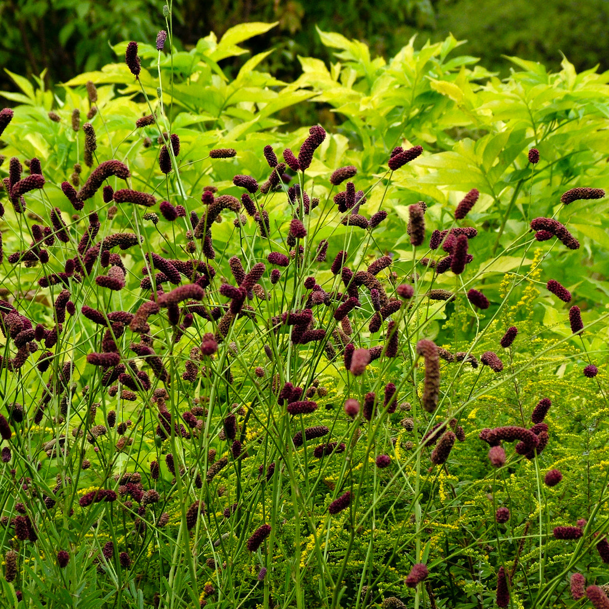 Pimprenelle à fines feuilles pourpre - Sanguisorbe - Sanguisorba tenuifolia Purpurea - Bakker