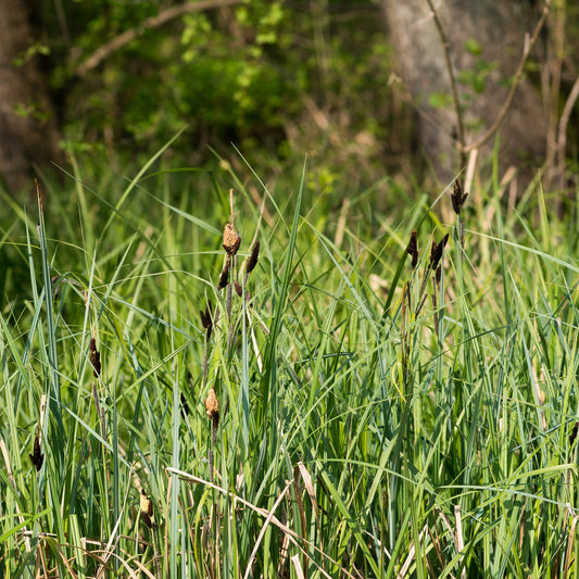 Laîche des marais - Bakker