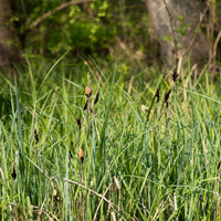 Laîche des marais - Carex