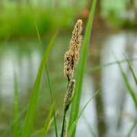 Carex acutiformis - Laîche des marais - Laîche - Carex