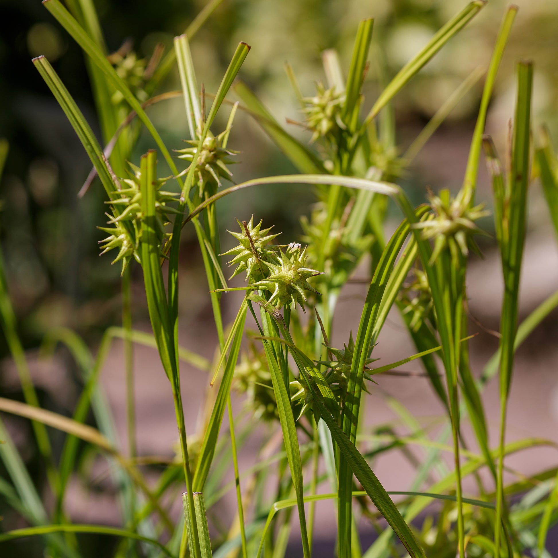Laîche - Carex - Laîche massue - Carex grayi