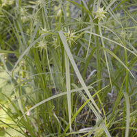 Carex grayi - Laîche massue - Laîche - Carex