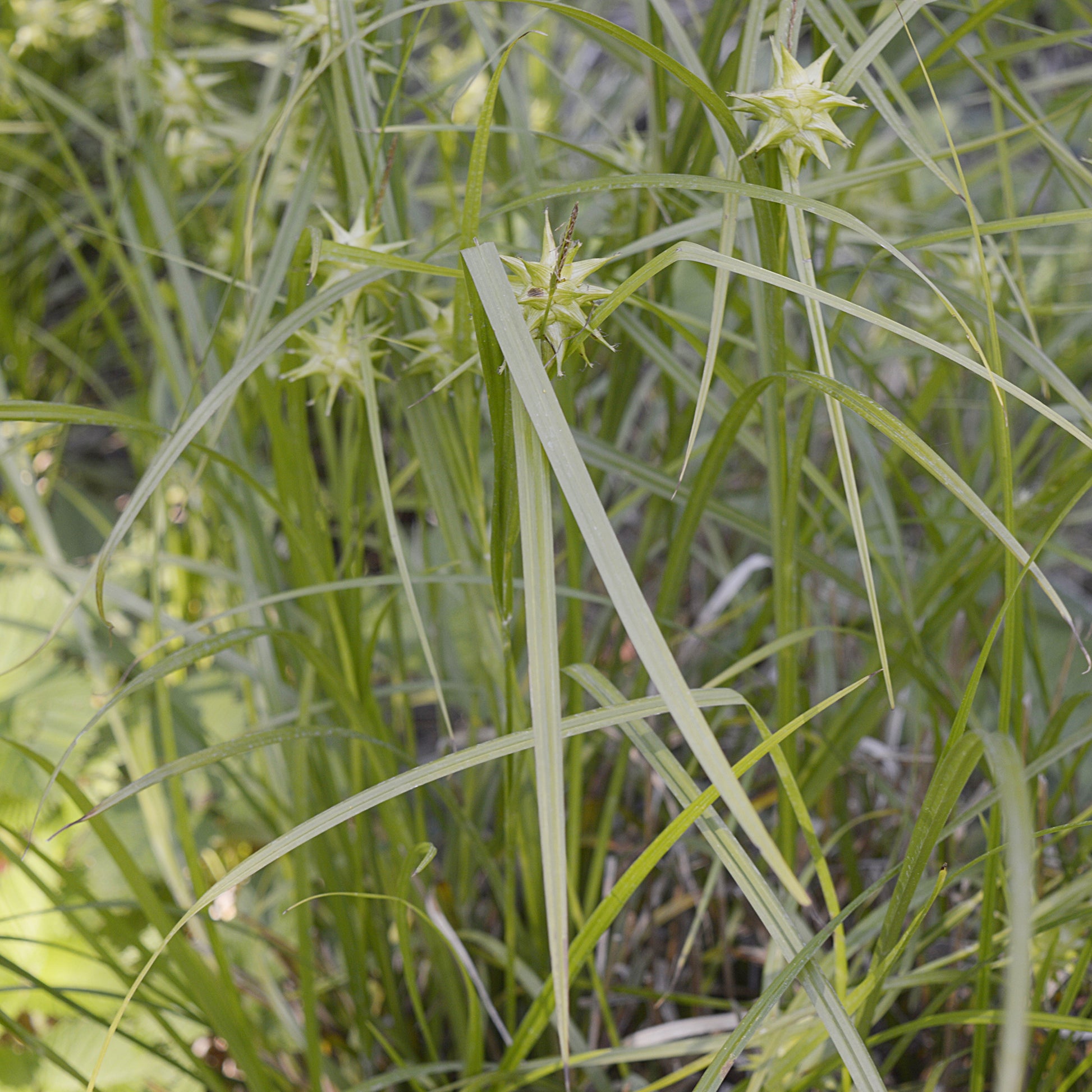 Carex grayi - Laîche massue - Laîche - Carex