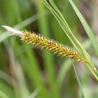 Laîche des rives - Carex - Carex riparia - Bakker