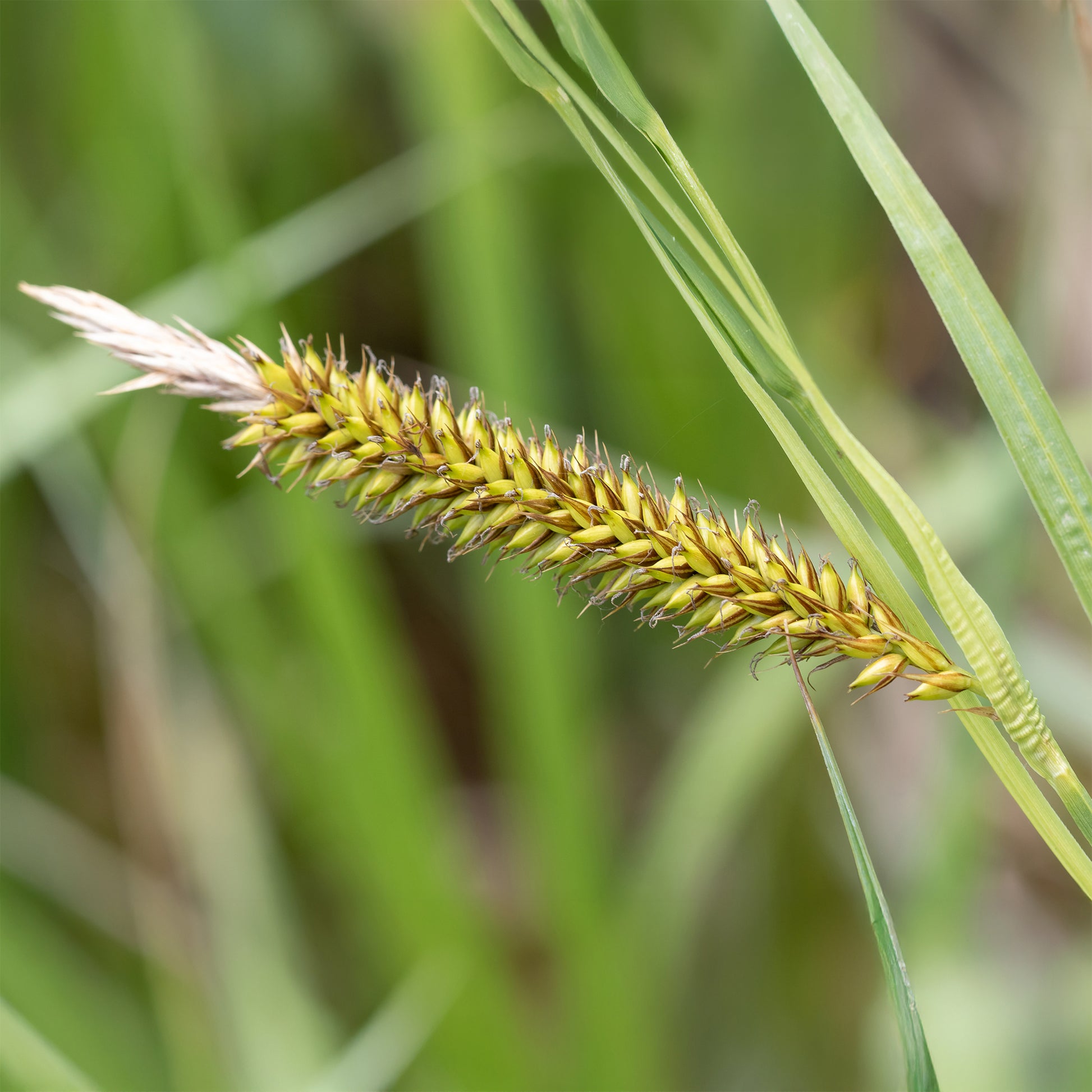Laîche des rives - Carex - Carex riparia - Bakker