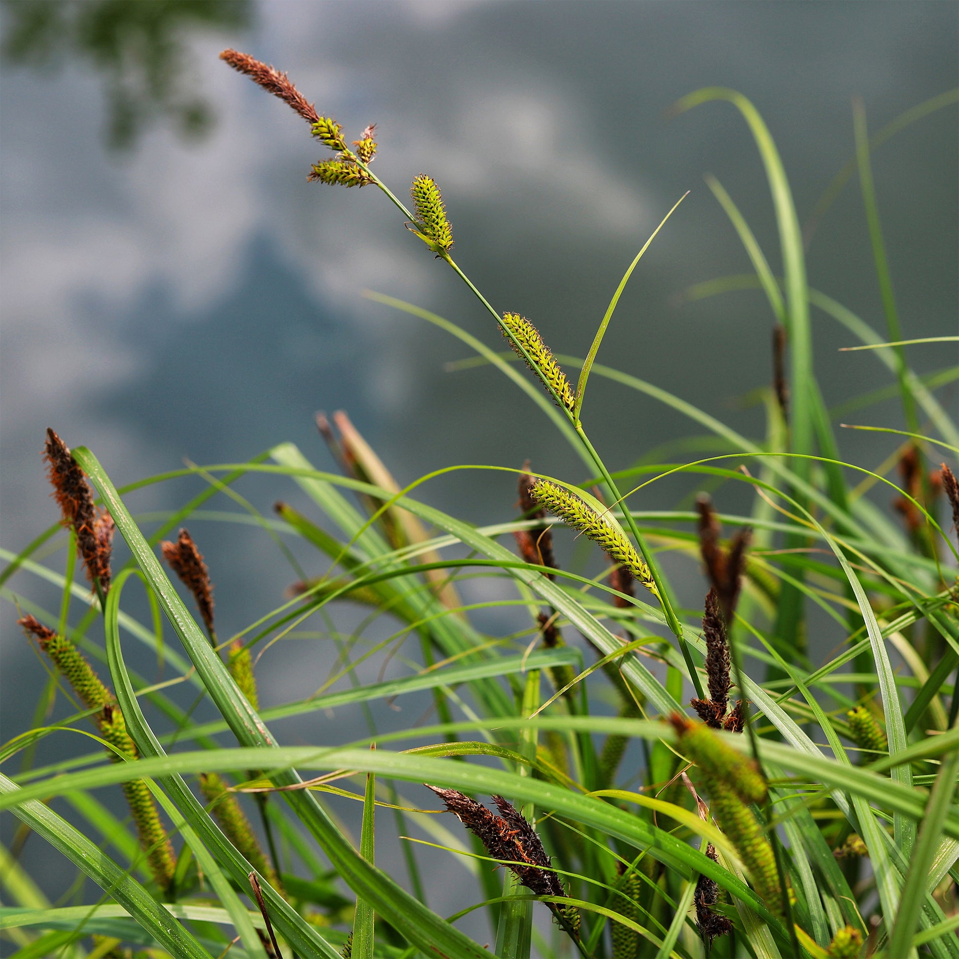 Laîche des rives - Carex - Bakker