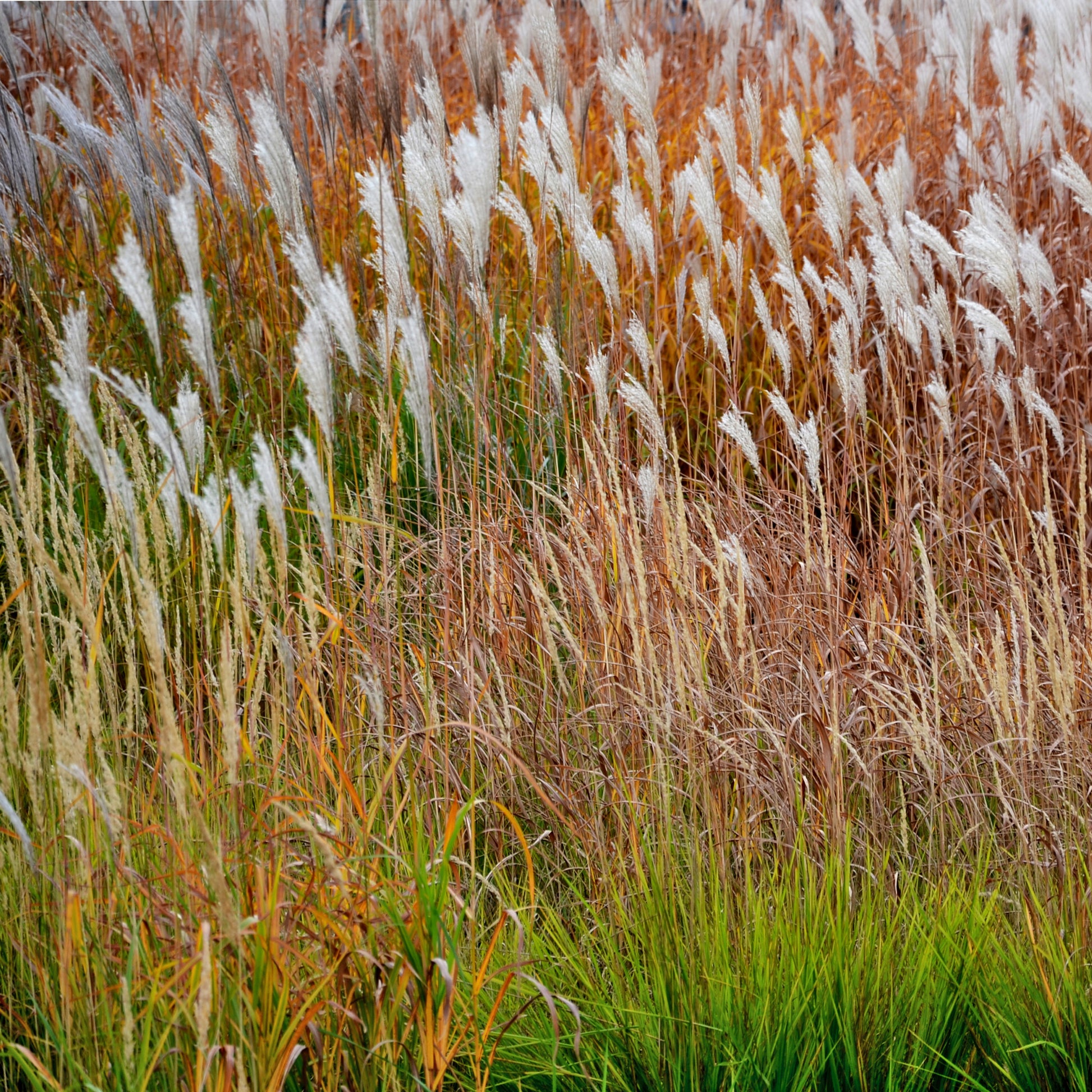 Miscanthus sinensis dronning ingrid